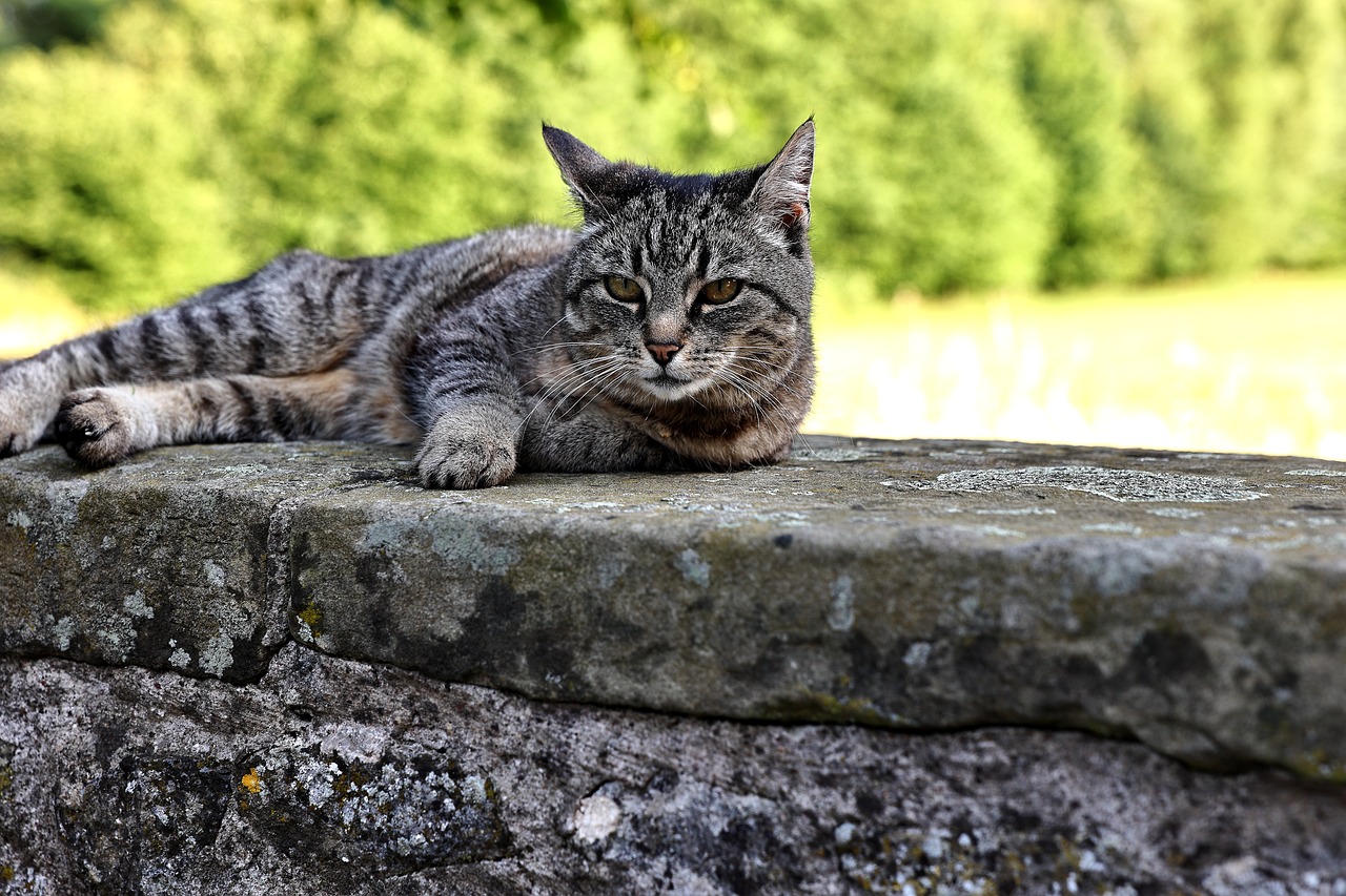 Tips for Pet Safety During Outdoor Events